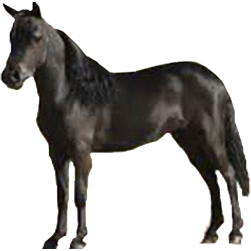 Miniature Horse